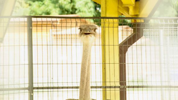 Large African ostrich walks on a bird farm - Фото, изображение