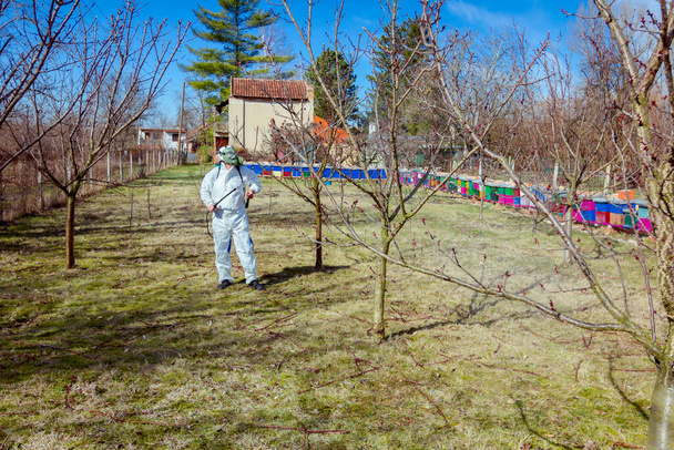 Landwirt in Schutzkleidung und Gasmaske sprüht Obstbäume im Obstgarten mit langen Sprühgeräten, um sie mit Chemikalien vor Pilzkrankheiten oder Ungeziefer im zeitigen Frühling zu schützen, in der Nähe von Bienenvölkern, Bienenständen. - Foto, Bild