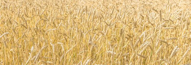 Olgun sarı buğday sapları bir tarlada gökyüzünün arka planına karşı bulut dokusuyla. Altın buğday tarlası yazın hasat için hazır. - Fotoğraf, Görsel