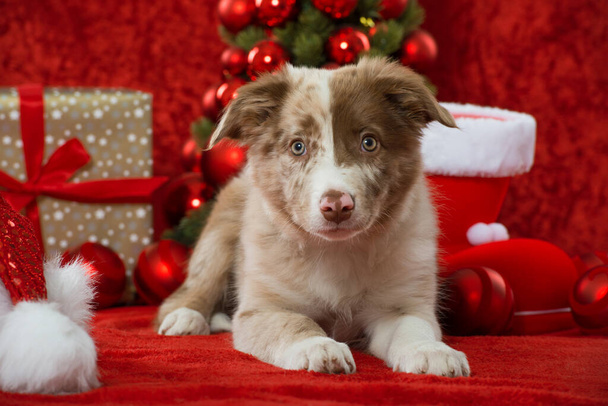 Frontera collie cachorro en la decoración de Navidad - Foto, Imagen