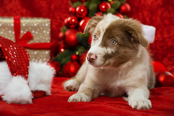 Border collie puppy on christmas decoration - Photo, Image