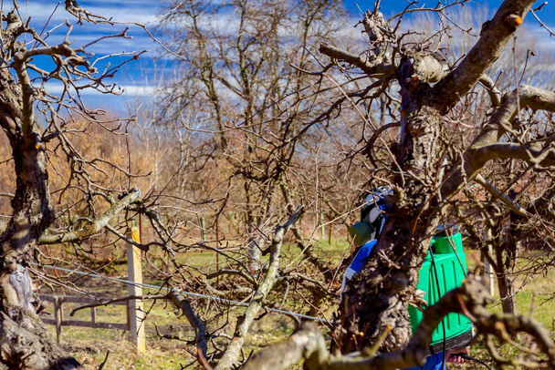 Landwirt in Schutzkleidung und Gasmaske sprüht Obstbäume im Obstgarten mit langen Sprühgeräten, um sie im zeitigen Frühling mit Chemikalien vor Pilzkrankheiten oder Ungeziefer zu schützen. - Foto, Bild