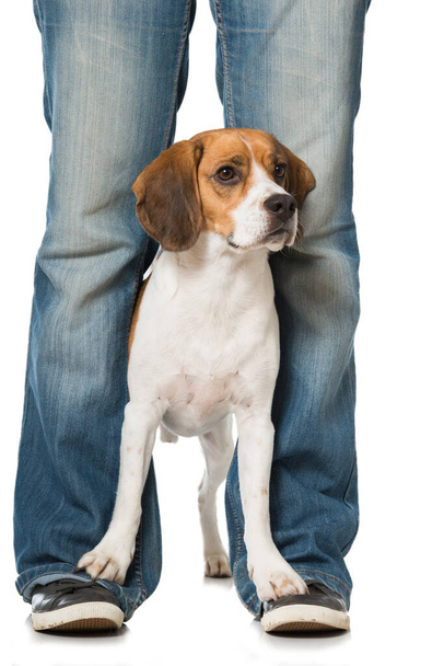 Beagle isoliert auf weiß - Foto, Bild