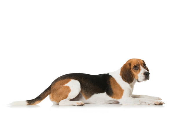 Beagle isolated on white - Foto, afbeelding