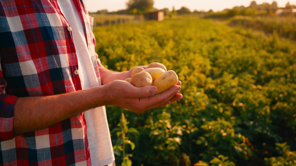 vista ritagliata dell'agricoltore che detiene patate fresche in mano  - Filmati, video