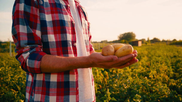 visão parcial do agricultor detentor de batatas frescas nas mãos  - Filmagem, Vídeo