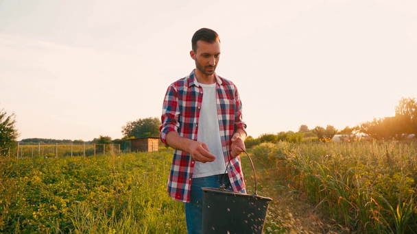 slow motion of farmer in plaid shirt holding bucket and sowing seeds in field  - Filmagem, Vídeo