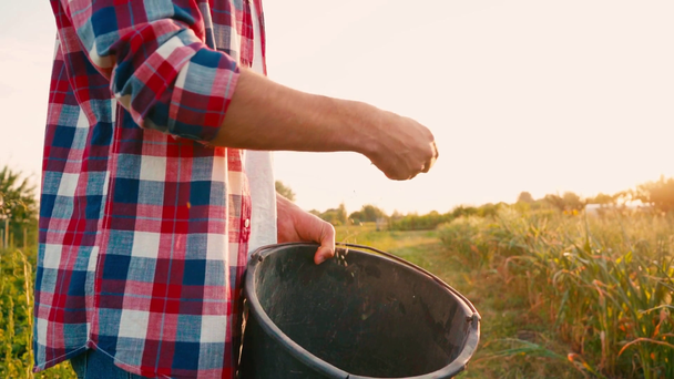 powolny ruch rolnika trzymającego wiadro i siejącego nasiona na polu  - Materiał filmowy, wideo