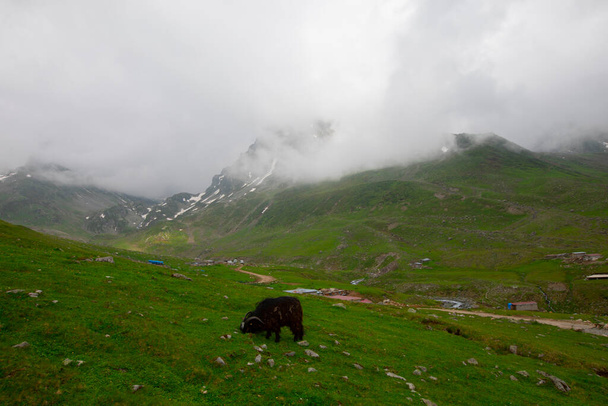 Avusor plateau and kackar mountains - 写真・画像