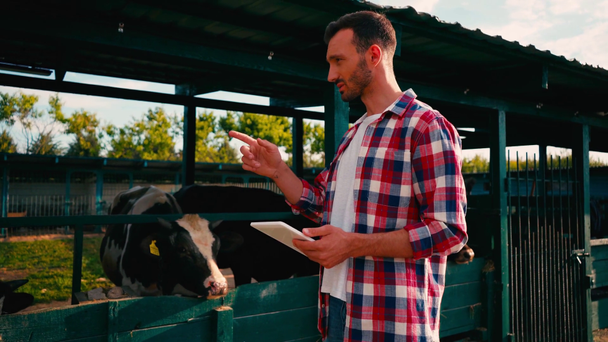 фермер с помощью цифровой таблетки, указывая пальцем и подсчитывая коров - Кадры, видео