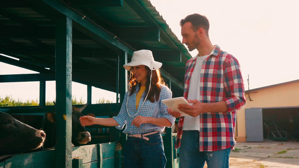 krowa lizanie ręki kobiety w kapeluszu spacery z mężczyzną za pomocą tabletu cyfrowego - Materiał filmowy, wideo