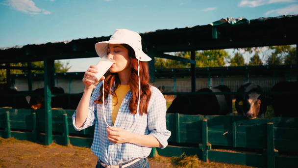 morena mujer en sombrero beber leche fresca cerca de valla con vacas - Metraje, vídeo