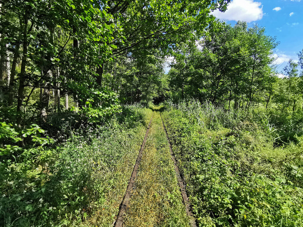 Bonita vista de las vías del ferrocarril en el bosque. Verde fabulosa vista de los árboles en el bosque - Foto, imagen