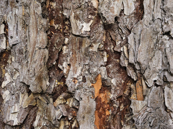old rough tree bark background texture - Photo, Image