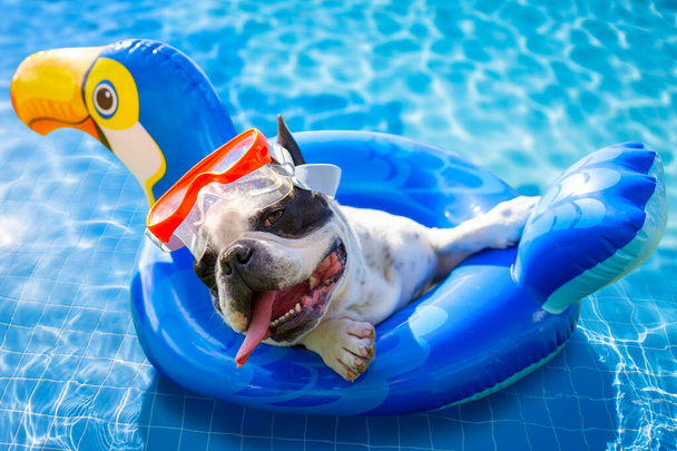 Bulldog francese poggiato su una ruota gonfiabile in piscina - Foto, immagini
