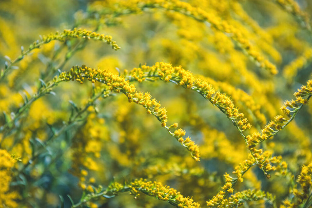  Goldenrod canadensis and sunny blooming summer garden - Photo, Image