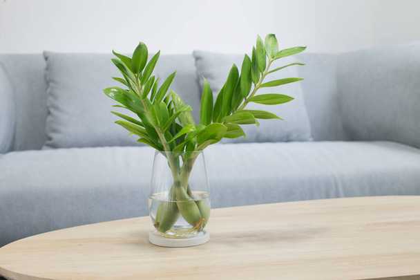 Propagate zz plant ou Zamioculcas Zamifoliaavec de l'eau végétale dans le salon - Photo, image