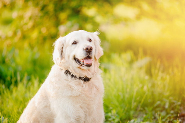 Köpek Labrador Retriever 'ın portresi yaz günü güneş ışığında çimenlerde oturuyor. - Fotoğraf, Görsel