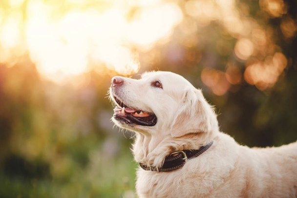Happy dog Beauty Zlatý retrívr v parku v letním slunci - Fotografie, Obrázek
