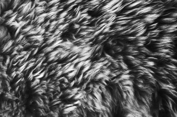 Schwarz-weiße Wolle Textur Hintergrund, Watte, graues Vlies, graue natürliche Schafwolle, Textur von dunklem, flauschigem Fell, schwarz weiße Windel lange Wollmantel, dunkler Teppich, Nahaufnahme Makro, abstrakt, Haut, - Foto, Bild