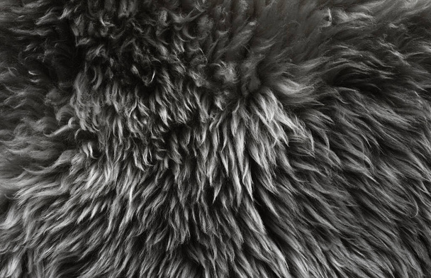 Schwarze Wolltextur Hintergrund, dunkle natürliche Schafwolle, schwarze nahtlose Baumwolle, Textur aus grauem, flauschigem Fell, Nahaufnahme Fragment aus schwarzem Wollteppich - Foto, Bild