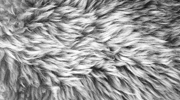 Fond texturé en laine noire, laine de mouton naturelle foncée, texture de fourrure duveteuse grise, gros plan sur un tapis long en laine grise - Photo, image