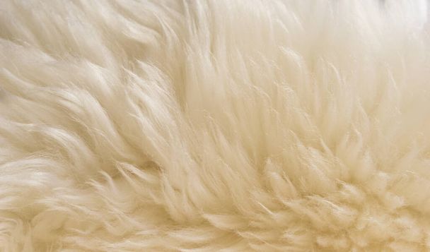 Textura de lana de oveja esponjosa blanca, fondo de lana natural beige, textura de piel de cerca para diseñadores - Foto, imagen