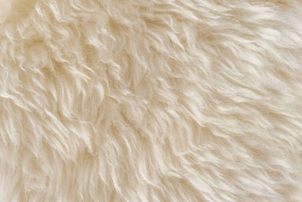 White fluffy sheep wool texture, beige natural wool background, fur texture close-up for designers - Photo, Image