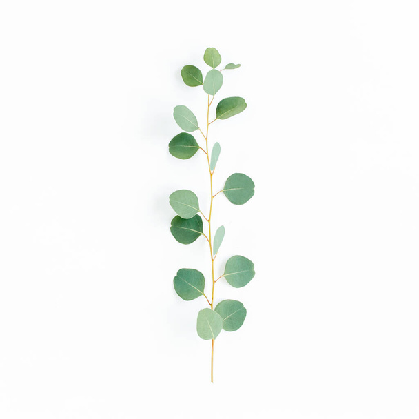 green branch with eucalyptus populus leaves on white background. lay flat, top view - 写真・画像