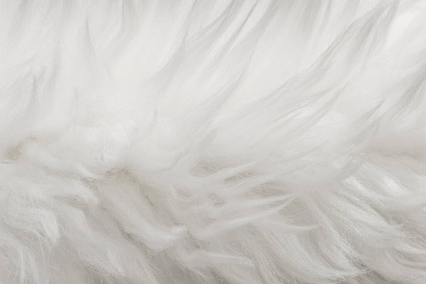 White fluffy wool texture, natural wool background, fur texture close-up for designers, light long fur animal - Photo, Image