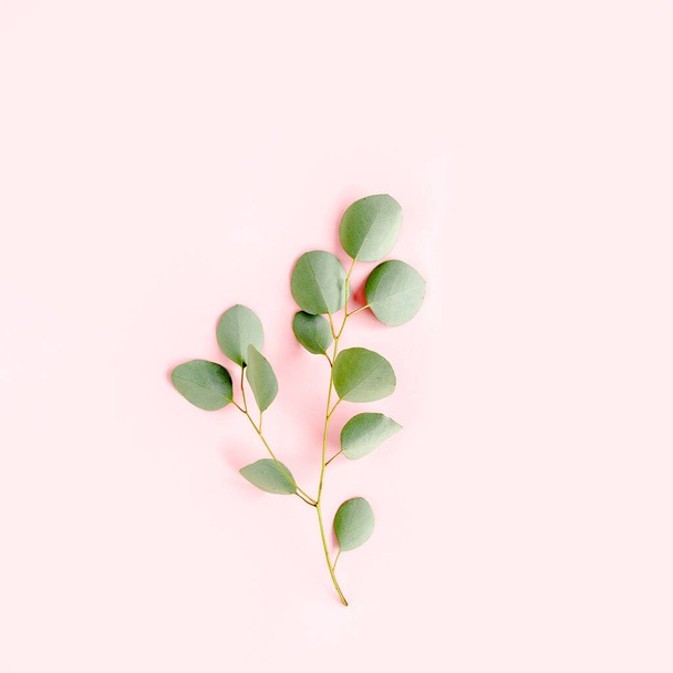green branch eucalyptus on pink background. flat lay, top view - Fotoğraf, Görsel