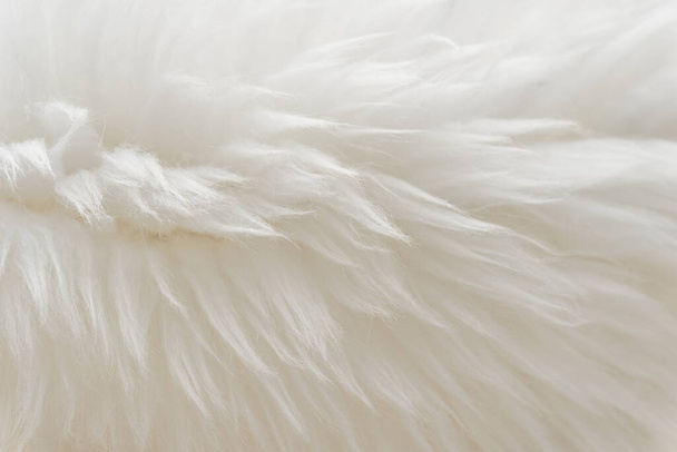 White fluffy wool texture, natural wool background, fur texture close-up for designers, light long fur animal - Photo, Image
