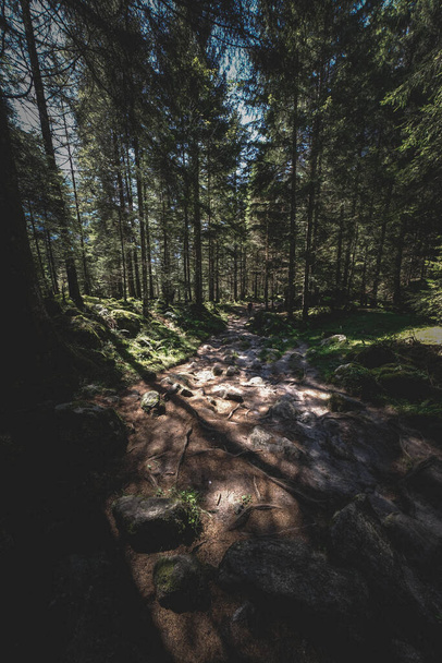 A vertical shot of a forest - Zdjęcie, obraz