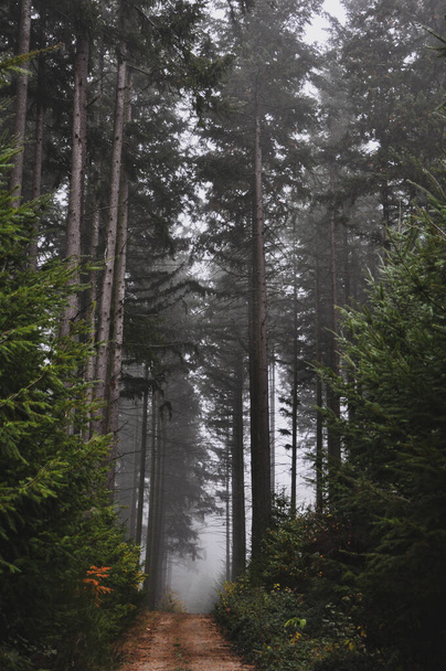 A vertical shot of a forest path covered with fog in Morvan, France - Photo, image