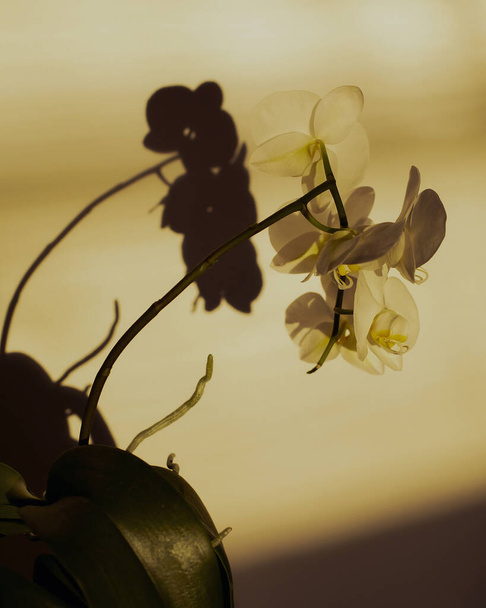 A vertical shot of orchid flowers with shadows on a wall - Photo, image