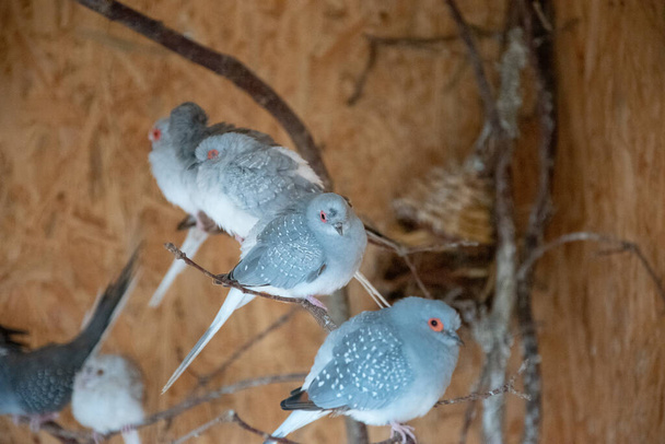 A closeup shot of diamond doves on a branch - Φωτογραφία, εικόνα