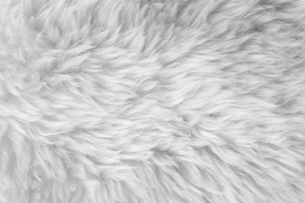 white wool texture background, light natural sheep wool, texture of white fluffy fur, close up of a long wool carpet - Photo, Image