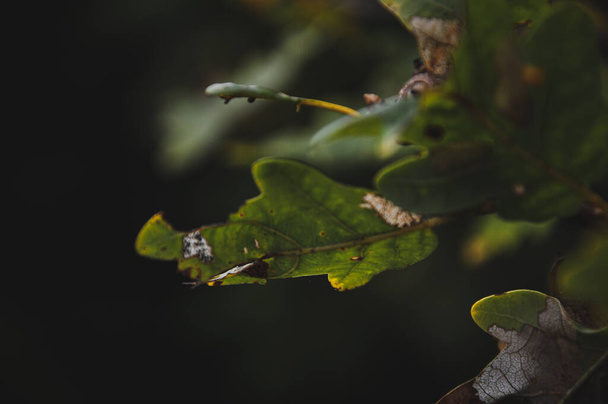 A selective focus shot of green leaves - Fotoğraf, Görsel