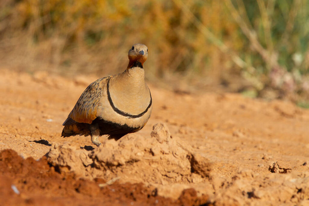 A closeup shot of a pin-tailed sandgrouse on an arid environment of Zaragoza, Spain - Foto, immagini
