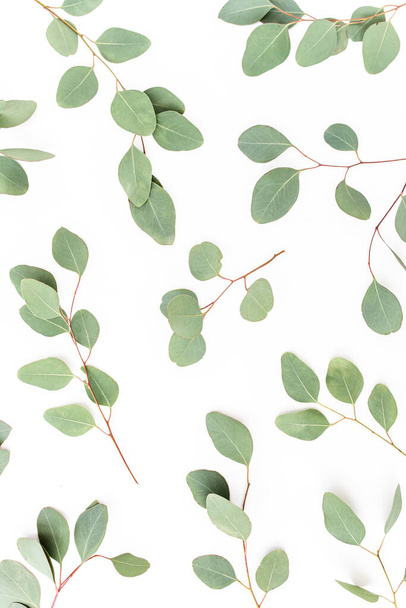 Pattern with green leaves eucalyptus populus isolated on white background. Flat lay, top view - Photo, Image