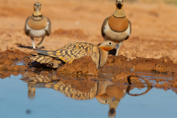 A closeup shot of a pin-tailed sandgrouse in the pond - Foto, immagini