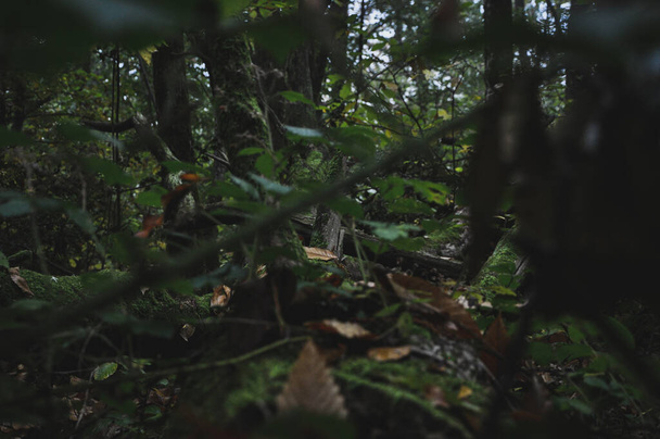 A selective focus shot of leaves and trees in the forest in Morvan, France - Фото, зображення