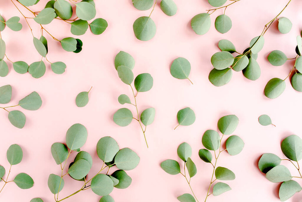 Eucalyptus branches pattern. Natural wallpaper. Flat lay, top view - 写真・画像