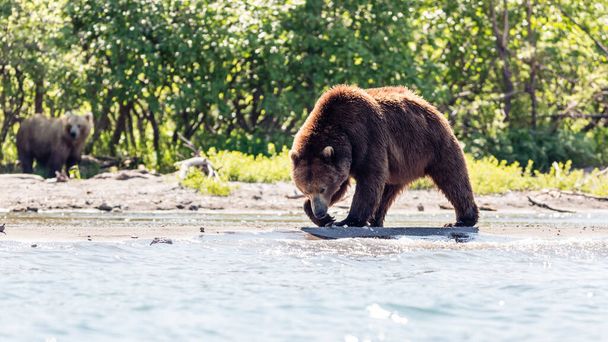Καφέ αρκούδα (Ursus arctos beringianus) αλιεία στη λίμνη Kurile, Kamchatka, Ρωσία - Φωτογραφία, εικόνα