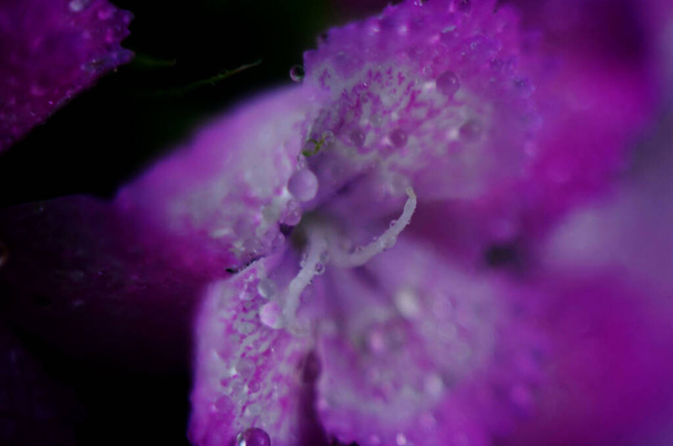 開花ディアンサスの背景、ピンク、紫、赤、明るい美しい - 写真・画像