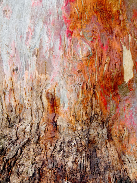 güzel ağaç kabuğu - Fotoğraf, Görsel