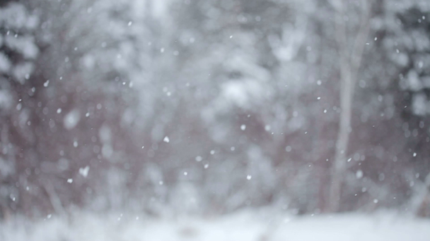 duże płatki śniegu spada podczas zimowego dnia - Materiał filmowy, wideo