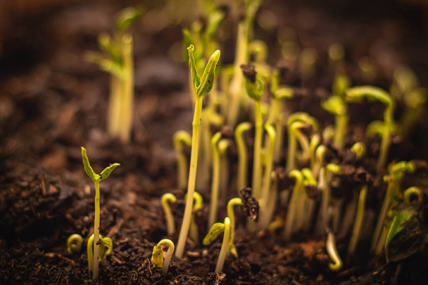 close up Seed to tree, Seeding, Plant seed growing concept, Growing plants. Plant seedling. young baby plants growing in germination sequence on soil with natural green background - Fotó, kép