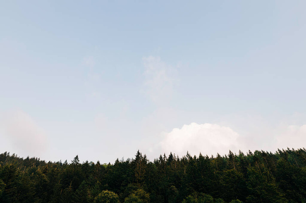 Vista del bosque de pinos con cielo azul en la luz del atardecer - Foto, imagen