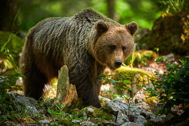 Wild brown bear (Ursus arctos) close up - Foto, Bild